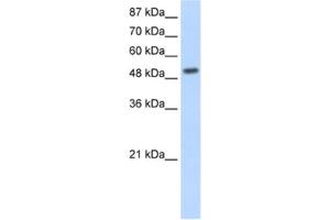 Western Blotting (WB) image for anti-Nuclear Receptor Subfamily 2, Group E, Member 3 (NR2E3) antibody (ABIN2461845)