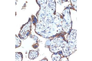 Immunohistochemistry of paraffin-embedded human placenta using ERp29 Rabbit mAb (ABIN7266943) at dilution of 1:100 (40x lens). (ERP29 antibody)