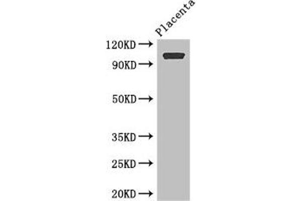 ARHGAP42 antibody  (AA 541-728)