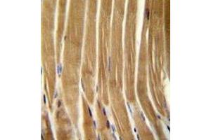 Caspase-5 antibody immunohistochemistry analysis in formalin fixed and paraffin embedded human skeletal muscle. (CASP5 antibody  (AA 162-191))