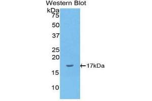 Western Blotting (WB) image for anti-Interleukin 1 alpha (IL1A) (AA 132-265) antibody (ABIN3209467) (IL1A antibody  (AA 132-265))