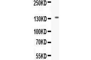 Western blot analysis of EGF expression in mouse kidney extract (lane 1). (EGF antibody  (AA 977-1029))