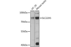 Western blot analysis of extracts of various cell lines, using SLC22 Rabbit pAb (ABIN3022378, ABIN3022379, ABIN3022380, ABIN1513530 and ABIN6218770) at 1:1000 dilution.