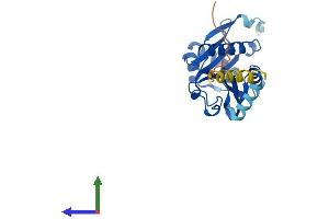 AlphaFold protein structure predicition of Human Recombinant NAA60 Protein, UniprotID Q9H7X0