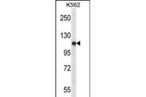 PLEKHM1 Antibody (N-term) (ABIN656973 and ABIN2846156) western blot analysis in K562 cell line lysates (35 μg/lane).
