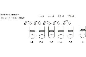 This picture shows the preparation of the positive control. (ERBB3 ELISA Kit)