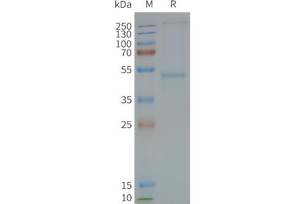 GRPR Protein