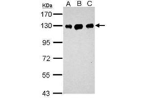 Western Blotting (WB) image for anti-Damage Specific DNA Binding Protein 1 (DDB1) (C-Term) antibody (ABIN2854664)