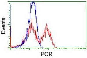 Image no. 4 for anti-P450 (Cytochrome) Oxidoreductase (POR) antibody (ABIN1497747) (POR antibody)