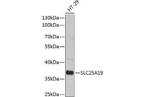 Western blot analysis of extracts of HT-29 cells, using SLC25 antibody (ABIN6132701, ABIN6147913, ABIN6147915 and ABIN6215984) at 1:3000 dilution. (SLC25A19 antibody  (AA 1-80))