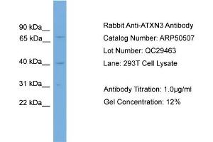 WB Suggested Anti-ATXN3  Antibody Titration: 0. (Ataxin 3 antibody  (N-Term))