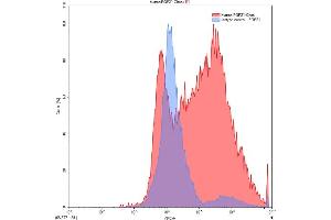 Detection of FGF21 in Chos line transfected with target gene using Anti-Fibroblast Growth Factor 21 (FGF21) Polyclonal Antibody (FGF21 antibody  (AA 29-209))