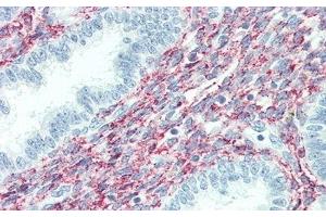 Detection of SPON1 in Human Uterus Tissue using Polyclonal Antibody to Spondin 1 (SPON1) (SPON1 antibody  (AA 597-801))
