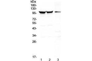 Dynamin 1 antibody