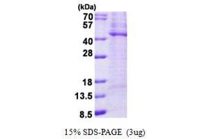 SDS-PAGE (SDS) image for tyrosylprotein Sulfotransferase 2 (TPST2) (AA 26-377) protein (His tag) (ABIN5778820) (TPST2 Protein (AA 26-377) (His tag))