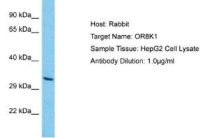 Host: Rabbit Target Name: OR8K1 Sample Type: HepG2 Whole Cell lysates Antibody Dilution: 1.