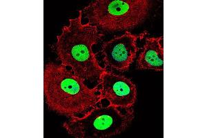 Immunofluorescence (IF) image for anti-Homeobox C10 (HOXC10) antibody (ABIN2999550)