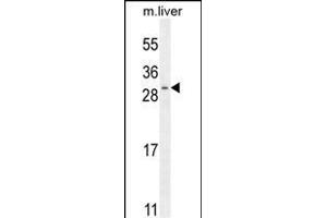 SHISA3 Antibody (C-term) (ABIN655742 and ABIN2845188) western blot analysis in mouse liver tissue lysates (35 μg/lane). (SHISA3 antibody  (C-Term))
