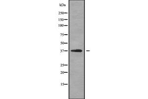 OPTC antibody  (Internal Region)