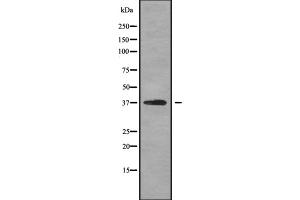 Western blot analysis OPTC using HT-29 whole cell lysates (OPTC antibody  (Internal Region))