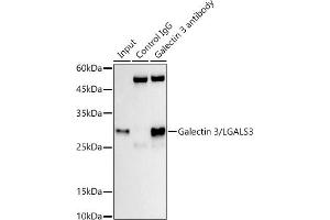 Immunoprecipitation analysis of 300 μg extracts of HT-29 cells using 3 μg Galectin 3/LG antibody (ABIN7267337). (Galectin 3 antibody)