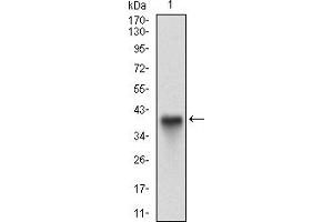 Fig. (CD15 antibody  (AA 199-302))