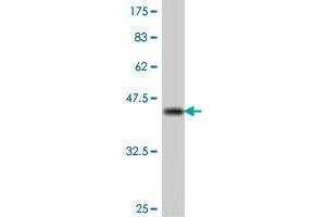 Western Blot detection against Immunogen (38. (MPHOSPH9 antibody  (AA 922-1031))