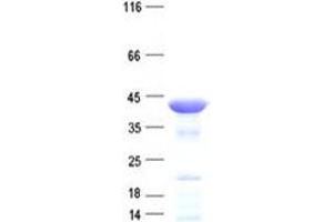 Validation with Western Blot (SULT1A3 Protein (His tag))