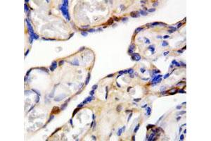 Immunohistochemical staining of paraffin-embedded human placenta specimen tissue section with DDT polyclonal antibody . (DDT antibody  (C-Term))