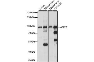 Western blot analysis of extracts of various cell lines, using  antibody (ABIN7265743) at 1:1000 dilution. (ABCF3 antibody  (AA 1-200))