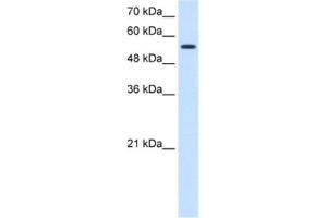 Western Blotting (WB) image for anti-Chloride Channel Kb (CLCNKB) antibody (ABIN2461076) (CLCNKB antibody)