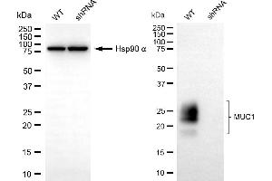 Western blotting analysis using MUC1 antibody (ABIN7799488).