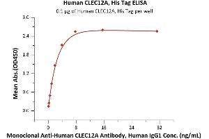 Immobilized Human CLEC12A, His Tag (ABIN6951021,ABIN6952278) at 1 μg/mL (100 μL/well) can bind Monoclonal A CLEC12A Antibody, Human IgG1 with a linear range of 0.
