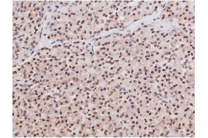 ABIN6267354 at 1/200 staining Human pancreas tissue sections by IHC-P. (MAPT antibody  (pSer235))