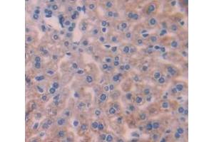 IHC-P analysis of Mouse Tissue, with DAB staining. (INHBC antibody  (AA 237-352))