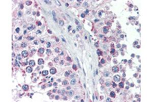 Anti-GPSM2 antibody IHC of human testis. (GPSM2 antibody  (AA 448-462))