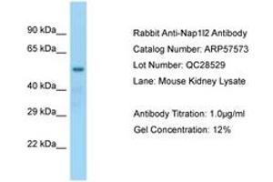 Image no. 1 for anti-Nucleosome Assembly Protein 1-Like 2 (NAP1L2) (AA 119-168) antibody (ABIN6749940) (NAP1L2 antibody  (AA 119-168))