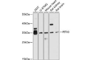 Western blot analysis of extracts of various cell lines, using PITX3 antibody (ABIN6128459, ABIN6145694, ABIN6145695 and ABIN6214864) at 1:1000 dilution. (PITX3 antibody  (AA 1-70))