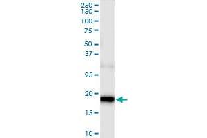 Immunoprecipitation of GRIN2C transfected lysate using anti-GRIN2C MaxPab rabbit polyclonal antibody and Protein A Magnetic Bead , and immunoblotted with GRIN2C purified MaxPab mouse polyclonal antibody (B01P) . (GRIN2C antibody  (AA 1-171))