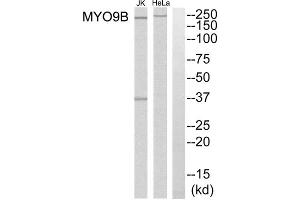 Western blot analysis of extracts from HeLa cells and Jurkat cells, using MYO9B antibody.