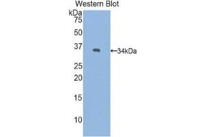 Western Blotting (WB) image for anti-Paraneoplastic Antigen MA2 (PNMA2) (AA 7-290) antibody (ABIN1860273) (PNMA2 antibody  (AA 7-290))