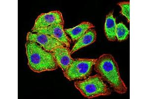 Immunofluorescence analysis of MCF-7 cells using PLD2 mouse mAb (green). (Phospholipase D2 antibody  (AA 834-933))