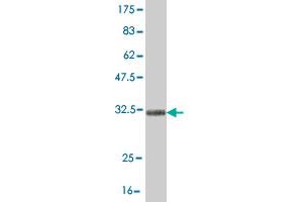 TRIM49 antibody  (AA 251-340)