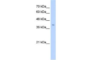 FNDC3B antibody used at 2. (FNDC3B antibody  (N-Term))