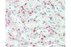 Anti-IL12RB2 antibody IHC staining of human liver. (IL12RB2 antibody  (AA 756-783))