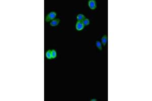 Immunofluorescent analysis of HepG2 cells using ABIN7145109 at dilution of 1:100 and Alexa Fluor 488-congugated AffiniPure Goat Anti-Rabbit IgG(H+L) (ATG16L2 antibody  (AA 262-348))