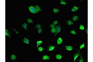 Immunofluorescent analysis of U251 cells using ABIN7149640 at dilution of 1:100 and Alexa Fluor 488-congugated AffiniPure Goat Anti-Rabbit IgG(H+L) (DAZL antibody  (AA 130-250))
