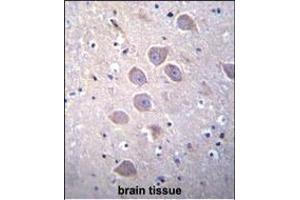 PCDHA5 Antibody (Center) (ABIN655942 and ABIN2845331) immunohistochemistry analysis in formalin fixed and paraffin embedded human brain tissue followed by peroxidase conjugation of the secondary antibody and DAB staining. (PCDHA5 antibody  (AA 287-315))