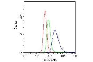 Flow cytometry testing of human U937 cells with CD20 antibody at 1ug/10^6 cells (cells blocked with goat sera) (CD20 antibody  (AA 1-261))