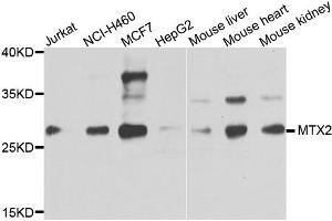 Western blot analysis of extracts of various cells, using MTX2 antibody. (MTX2 antibody)
